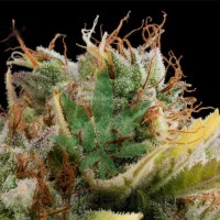 CRITICAL® feminized